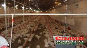 Сохтмони фабрикаи парандапарварӣ дар Кӯлоб