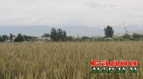Вусъати кишти такрорӣ дар Турсунзода