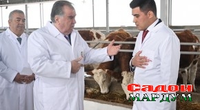 Шиносоӣ бо фаъолияти фермаи парвариши чорвои зотии ҶДММ Саховат дар ноҳияи Бобоҷон Ғафуров